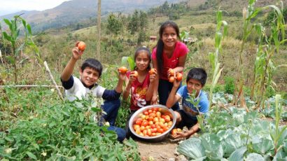 Canchaque | 30 colegios crean huertos para complementar almuerzos escolares