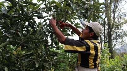 COLUMNA DE OPINIÓN – De espaldas a 81% de trabajadores agrarios